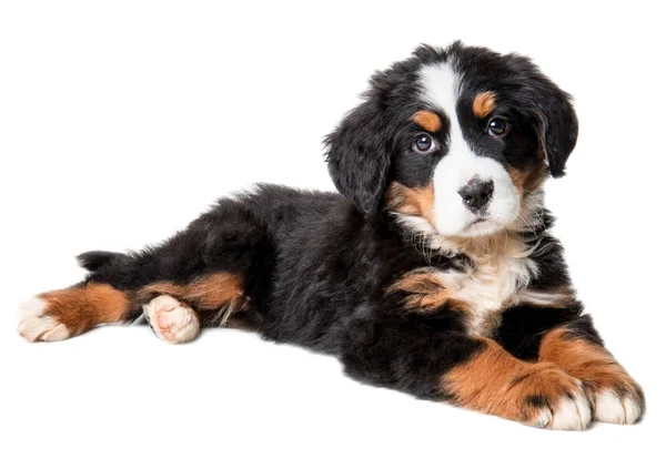 Bernese Cachorro Cão Montanha Isolado Fundo Branco — Fotografia de Stock