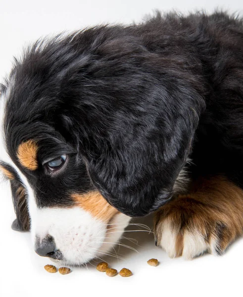 Bernese Mountain Dog Pentu Eristetty Valkoisella Pohjalla — kuvapankkivalokuva