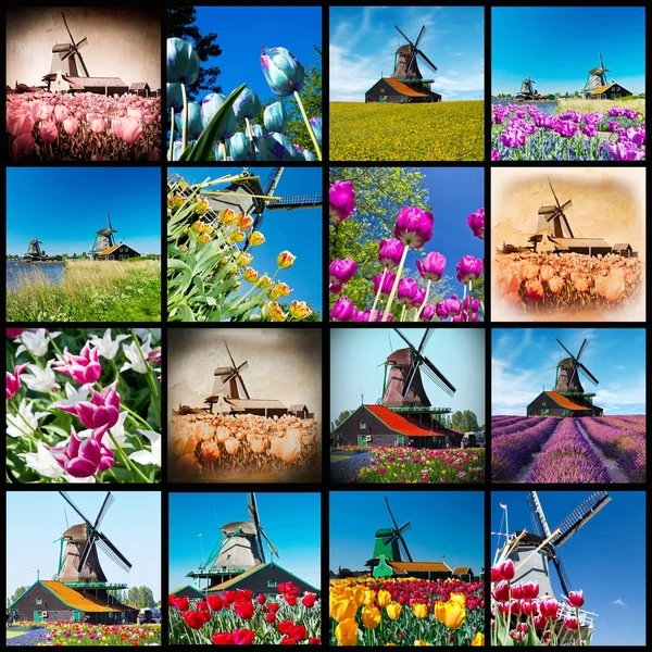 Collage Molino Viento Tulipán —  Fotos de Stock