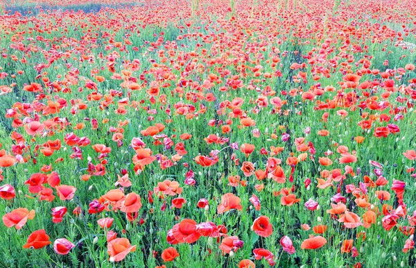 Hermoso campo de amapolas rojas — Foto de Stock