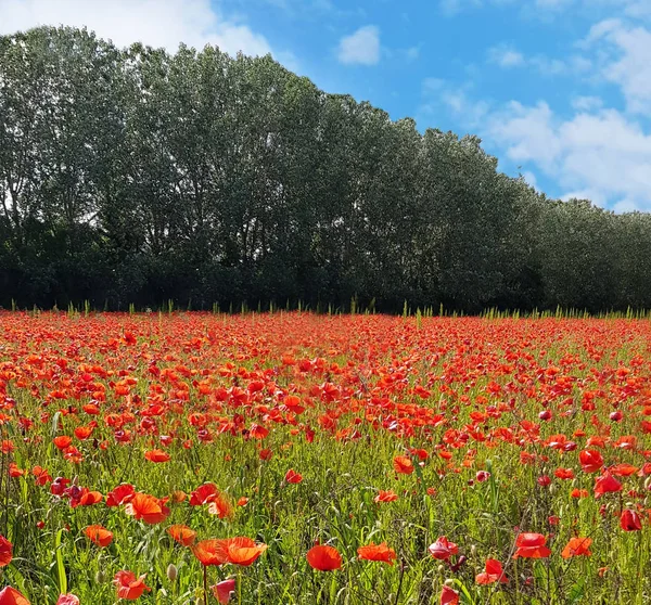 Прекрасне поле червоних маків — стокове фото