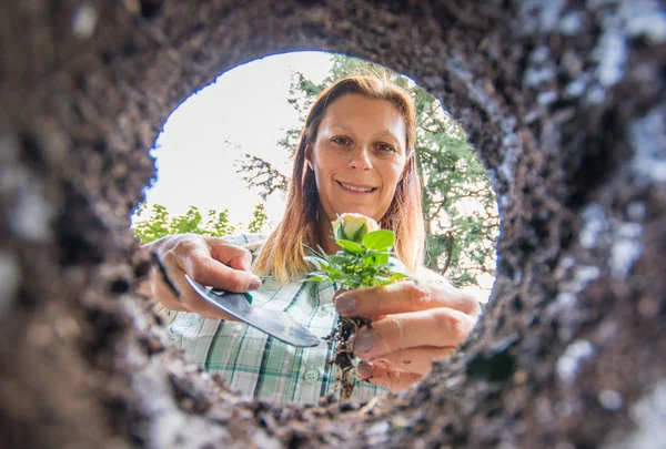 Женщина сажает цветы в землю — стоковое фото