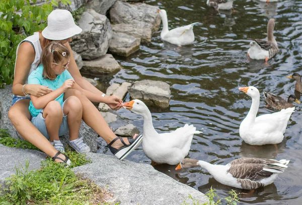 Mother and her child feed the geese in the pond — Stock Photo, Image