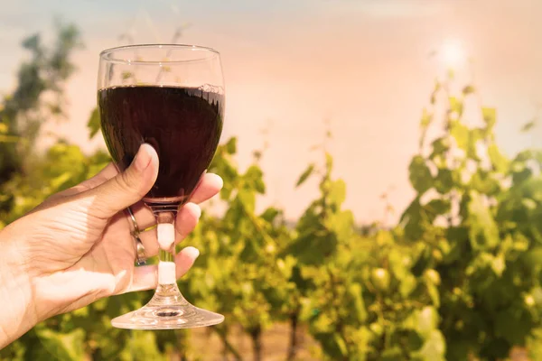 Bicchiere di vino nei filari d'uva — Foto Stock