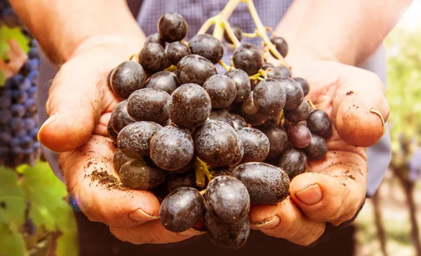 Colheita Uvas Mãos Agricultores Com Uvas Pretas Recém Colhidas — Fotografia de Stock
