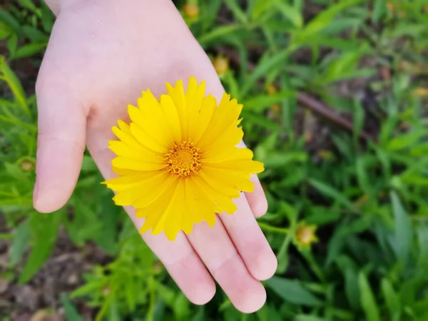 Child Hand Holding Yellow Flower — Stock Photo, Image