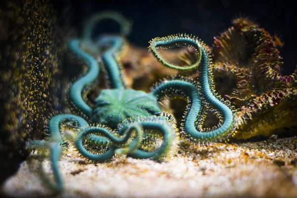 Kígyókarú csillag-akvárium — Stock Fotó