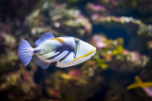 Tropikalne triggerfish w akwarium — Zdjęcie stockowe