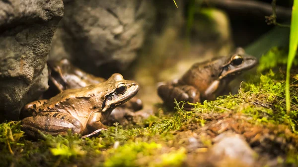 Żaby w tropikalnym lesie — Zdjęcie stockowe