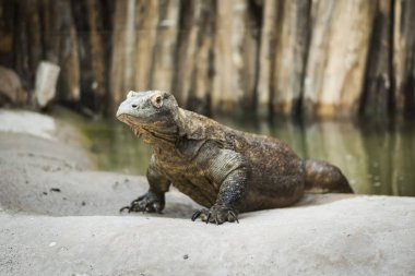 Monitör kertenkele Varanus komodoensis