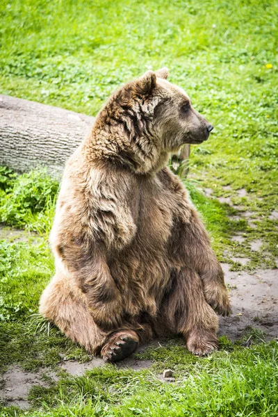 Urso pardo ursus arctos — Fotografia de Stock