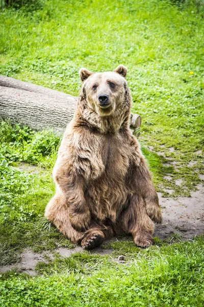 Brun björn ursus arctos — Stockfoto