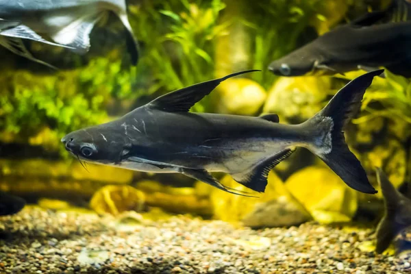 Panga fish in aquarium — Stock Photo, Image