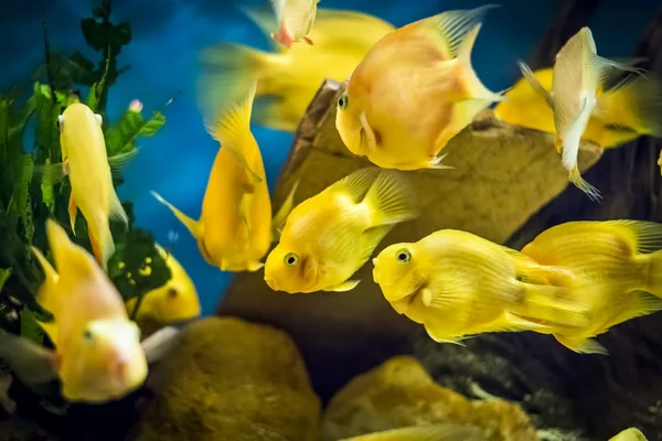 Papagaio peixe Cichlid no aquário — Fotografia de Stock