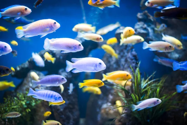 Kolorowe ryby w akwarium — Zdjęcie stockowe