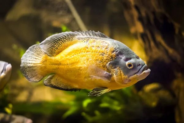 Pesci colorati in acquario — Foto Stock