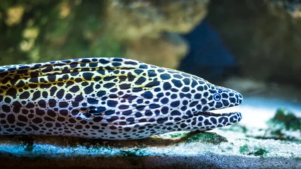 Muraena fish in aquarium — Stock Photo, Image