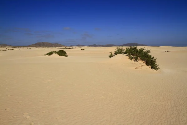 Dune di Corralejo, Fuerteventura — Foto Stock