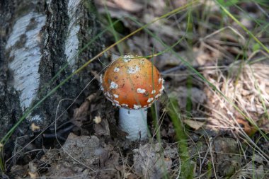 Ormanda zehirli mantar