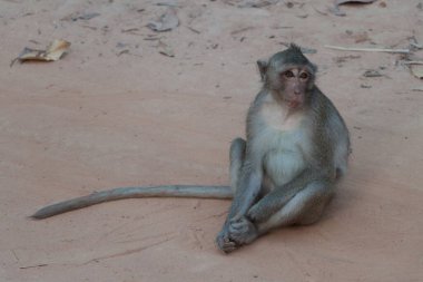 Sahildeki maymun izliyor.
