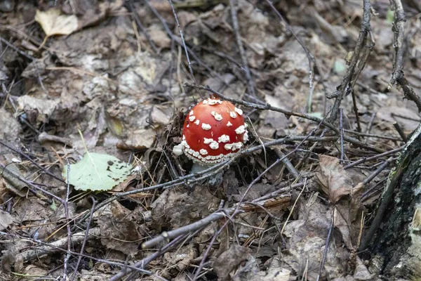 Giftpilz Wald — Stockfoto