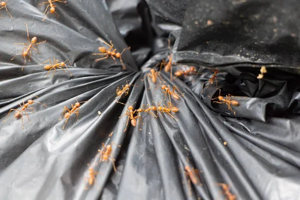 Big Red Ants Food Search — Stock Photo, Image