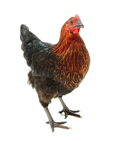 Fekete és piros csirke — Stock Fotó