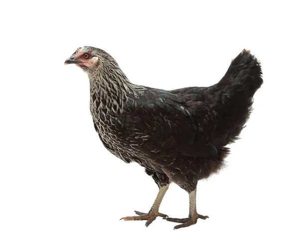 Il pollo Mosca Nero — Foto Stock