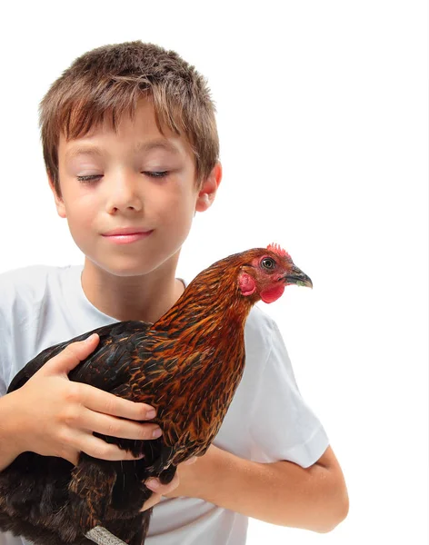 El chico con la gallina —  Fotos de Stock