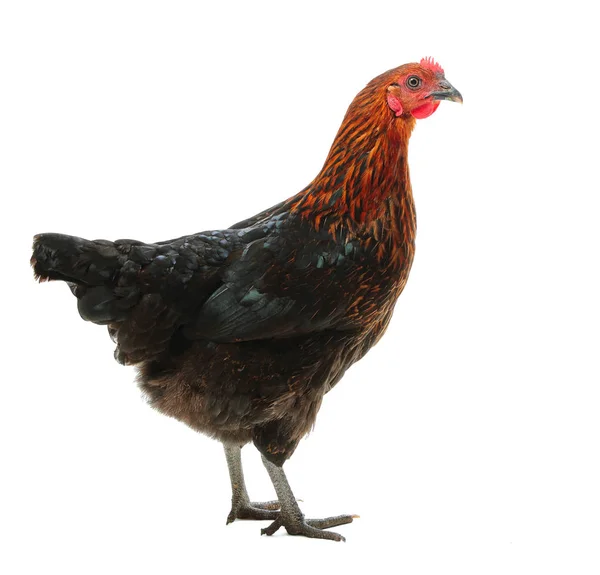 Gallina nera e rossa — Foto Stock