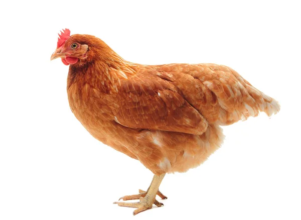Il pollo Lohmann Brown — Foto Stock