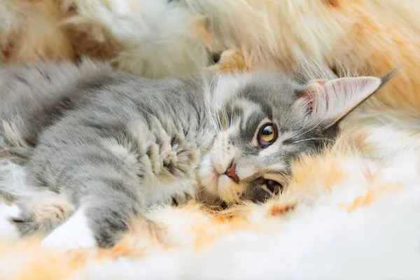 Kitten of Maine coon — Stock Photo, Image