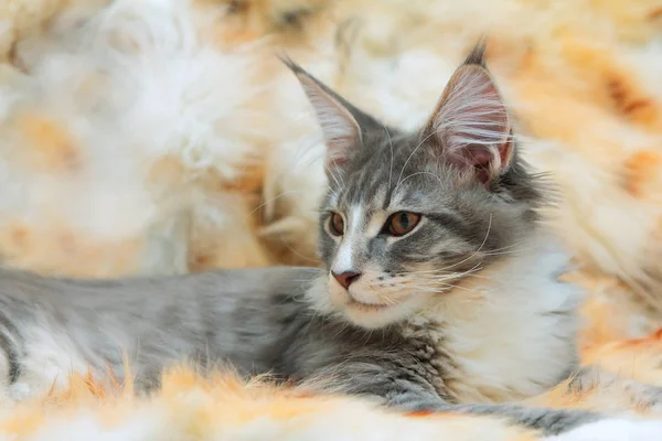 Kitten van Maine coon — Stockfoto