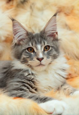 Maine coon kedi