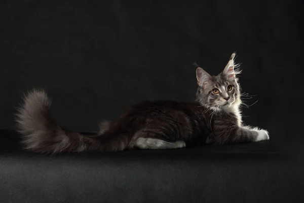 A Maine coon cica — Stock Fotó