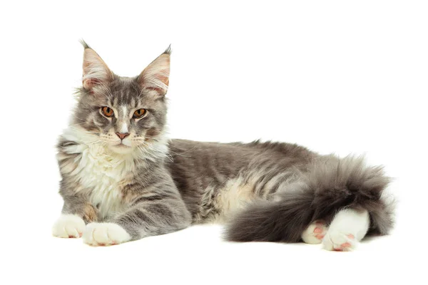 Котёнок Мэна Куна — стоковое фото