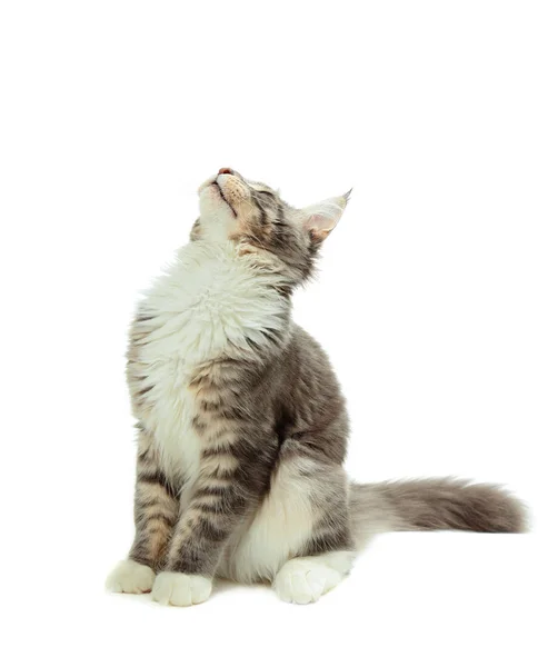 Kitten of Maine coon — Stock Photo, Image