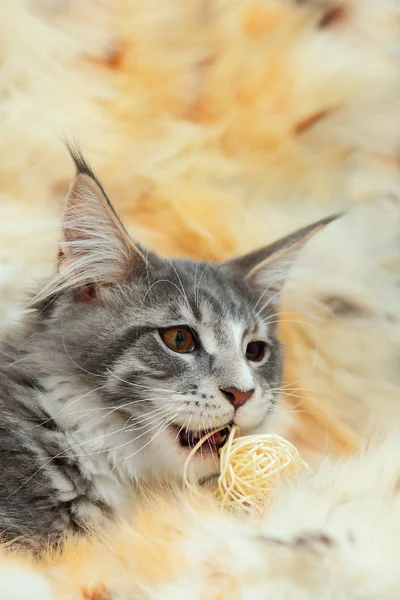 Gatinho de Maine Coon Fotografias De Stock Royalty-Free