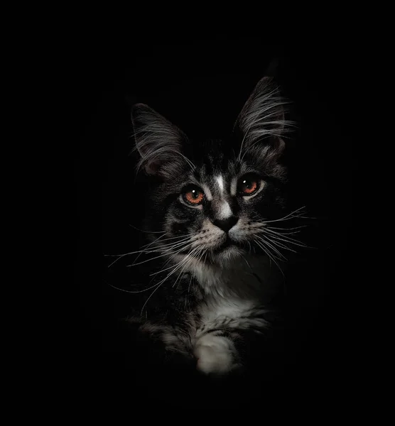 Gatinho de Maine Coon Fotografia De Stock