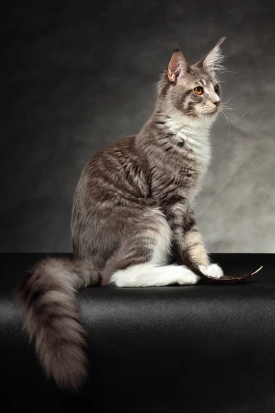 Kotka Maine coon — Zdjęcie stockowe