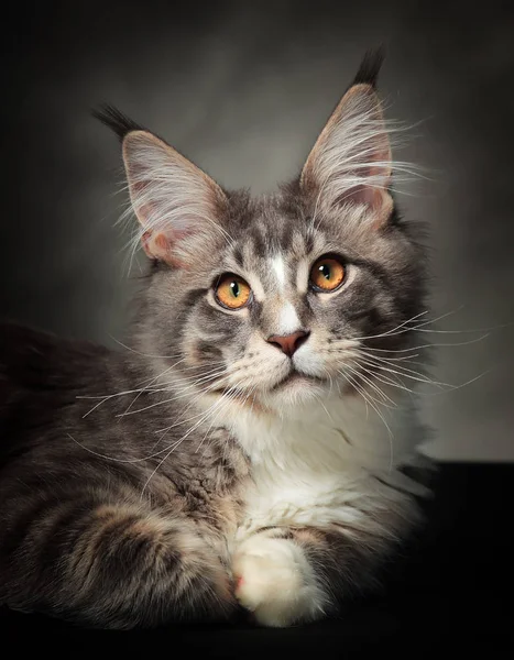 Kotka Maine coon — Zdjęcie stockowe