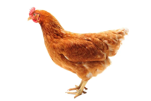 Il pollo Lohmann Brown — Foto Stock
