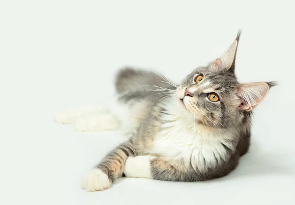 Kotka Maine coon — Zdjęcie stockowe