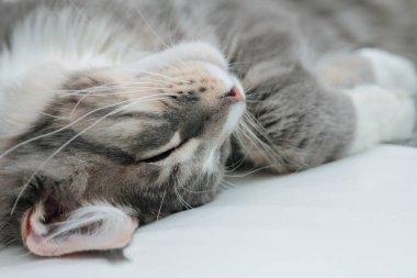 Maine coon kedi