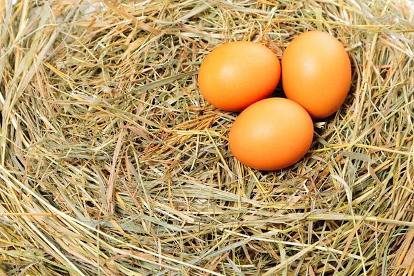 Ägg på hö — Stockfoto
