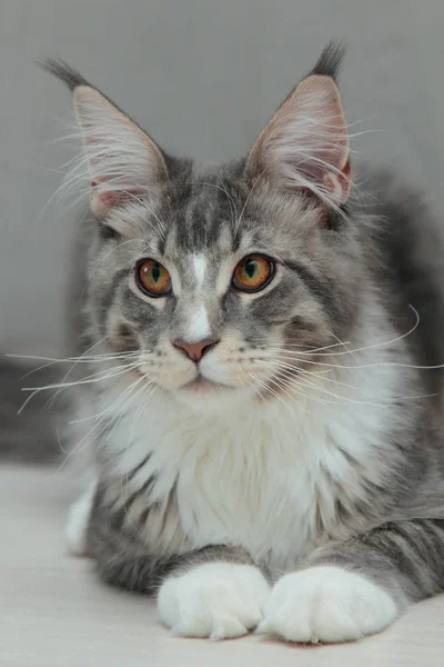 Kitten of Maine coon Stock Picture