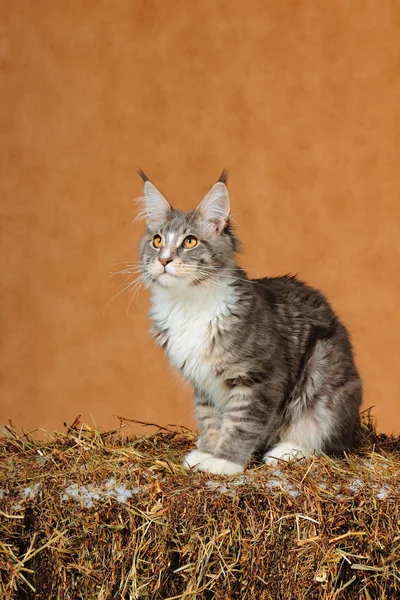 Kitten van Maine coon — Stockfoto