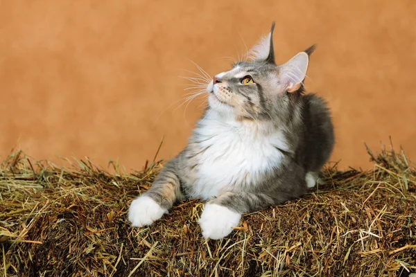 Kitten van Maine coon — Stockfoto