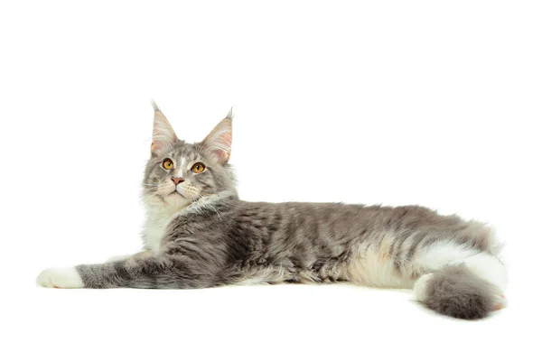 Kotka Maine coon — Zdjęcie stockowe