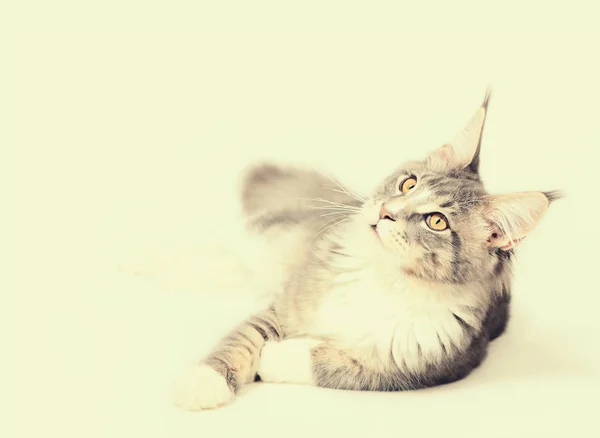 Kitten of Maine coon — Stock Photo, Image